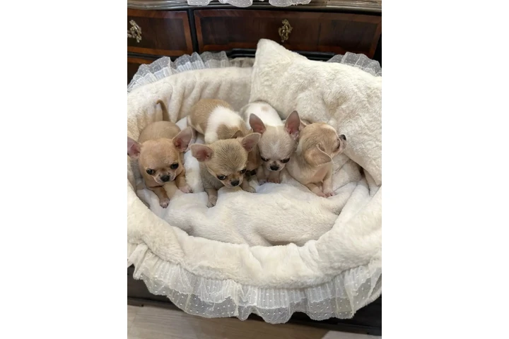 $350 : Cachorros chihuahua en venta image 1