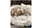 Cachorros chihuahua en venta en Houston