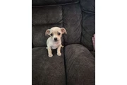 $200 : Poodle terrier mini thumbnail