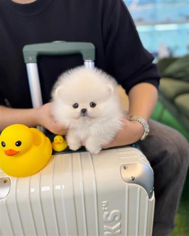 Pequeños cachorros Pomerania image 1