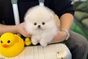 Pequeños cachorros Pomerania