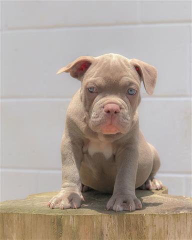 $400 : Cute American Bulldog Puppies image 2