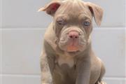 $400 : Cute American Bulldog Puppies thumbnail
