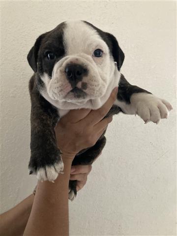 $800 : Inglés Bulldog image 3