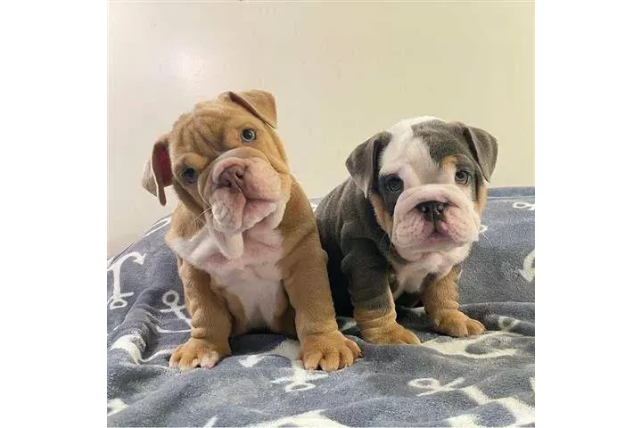 $500 : Preciosos cachorros de Bulldog image 4
