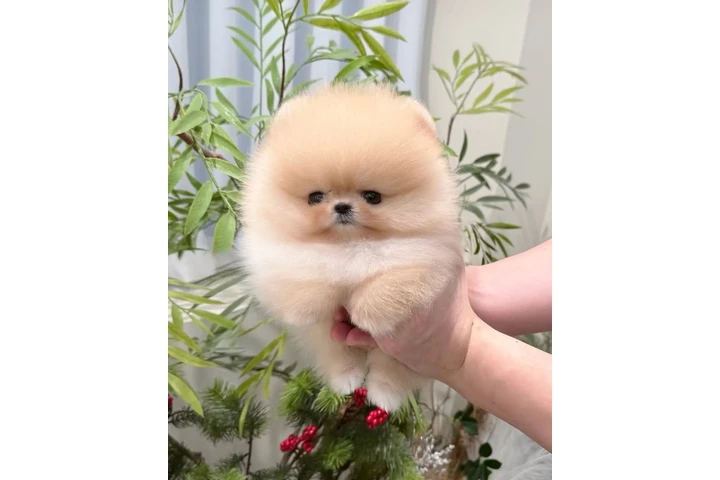 $350 : cachorros de Pomerania image 1