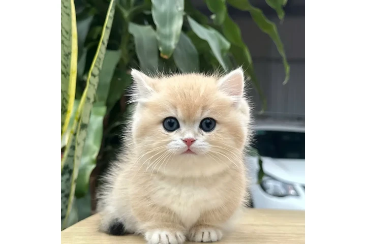 $350 : Kittens image 3