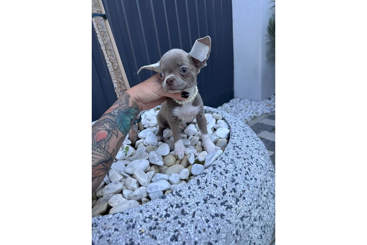 $300 : Teacup Chihuahua puppies image 9