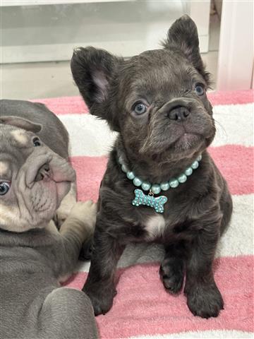 French bulldog image 4