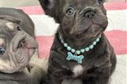 French bulldog thumbnail