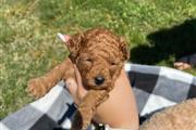 $700 : mini Golden Doodle puppies ava thumbnail