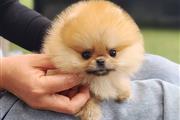$600 : cachorros pom en adopcion thumbnail