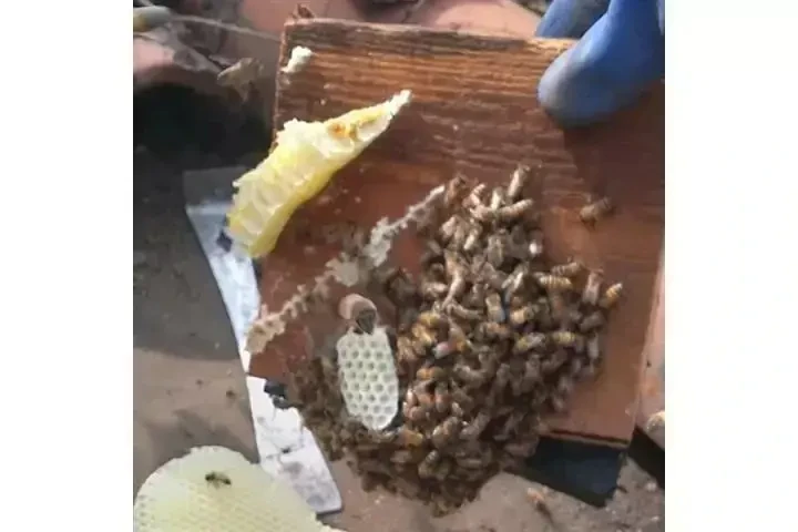 SUPERIOR BEE CONTROL image 7