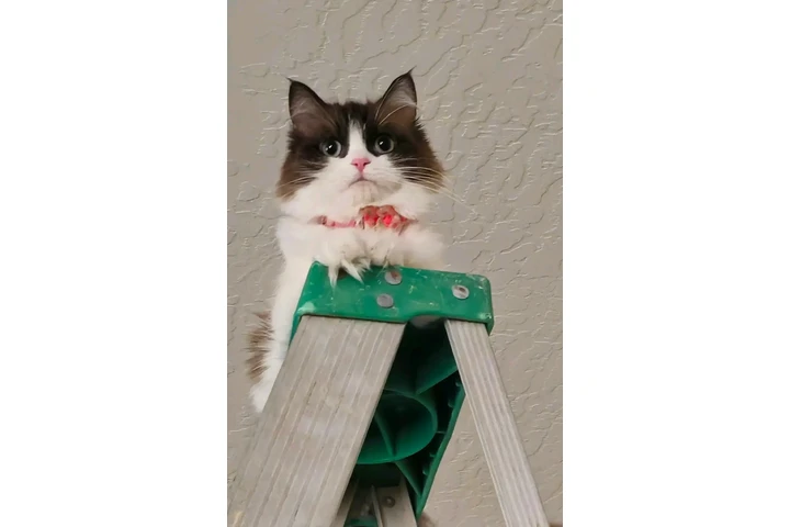 $400 : Ragamuffin cats image 4