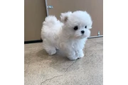 Maltese en Fort Lauderdale