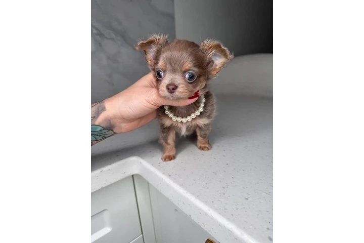 $250 : Chihuahua mini puppies image 10