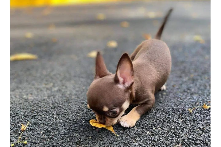$350 : chihuahua en venta image 3