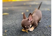 $350 : chihuahua en venta thumbnail