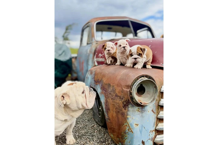 $400 : Gorgeous English Bulldog Puppy image 3