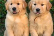 Cachorros golden retriever en Washington DC