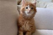 Maine Coon Kittens for sale en Birmingham