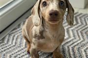 $400 : Mini Dachshund Puppies thumbnail