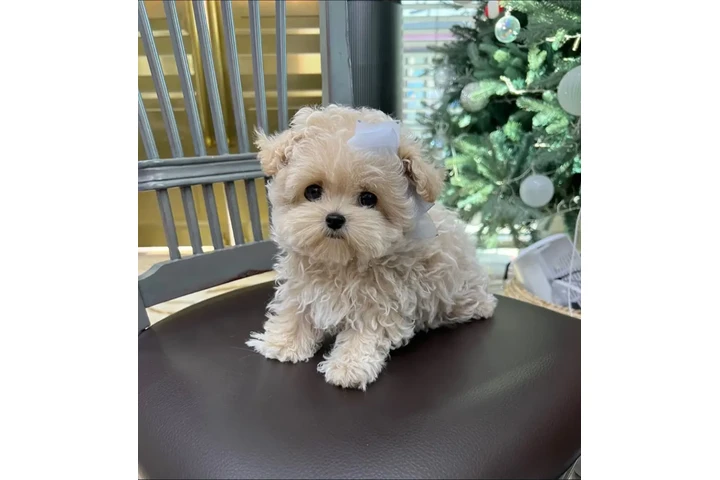 $350 : Maltipoo Cachorros a la venta image 1