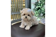 Maltipoo Cachorros a la venta en Indianapolis