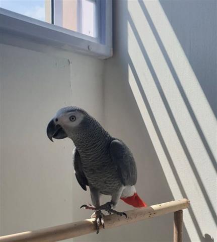 $280 : African Grey Parrots For Sale image 2
