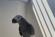$280 : African Grey Parrots For Sale thumbnail
