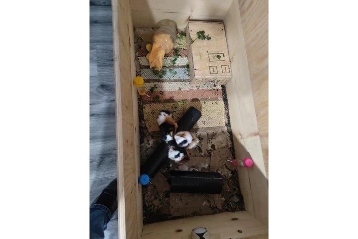 $45 : Ginea pig / cuyos image 1