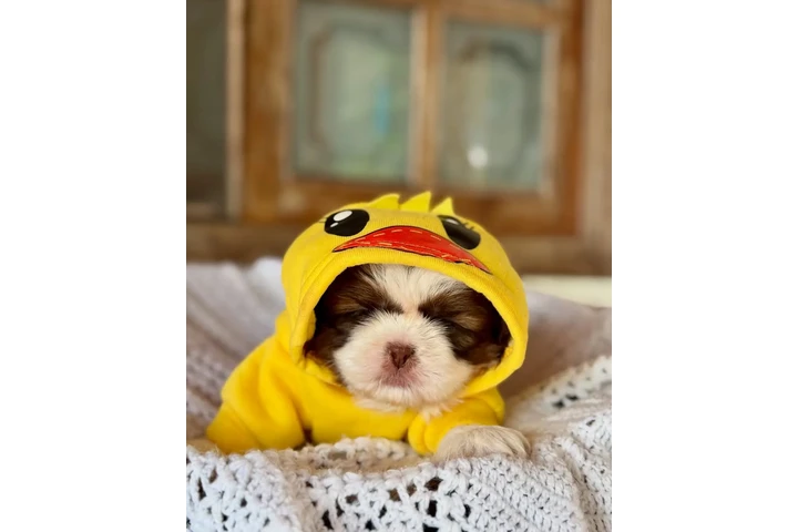 $350 : Cachorros Shihtzu en venta image 2