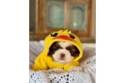 $350 : Cachorros Shihtzu en venta thumbnail