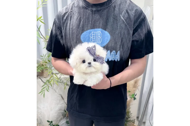 $350 : Minibichonfrise esponjoso image 3