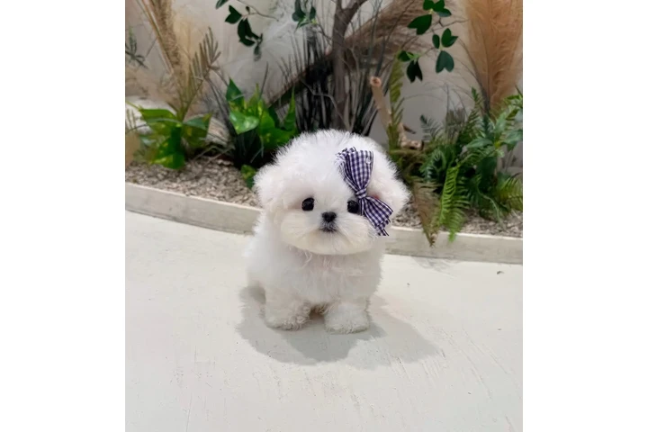$350 : Minibichonfrise esponjoso image 1