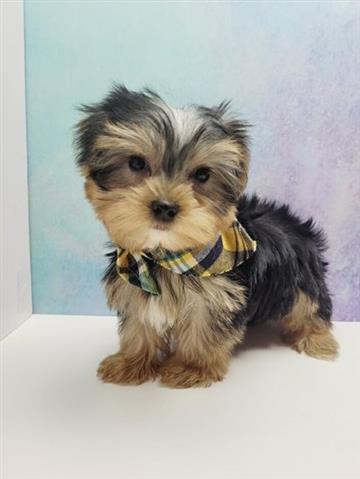 $1000 : Yorkies pups for sale image 2