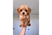 Adorable Maltipoo Puppies en Orlando