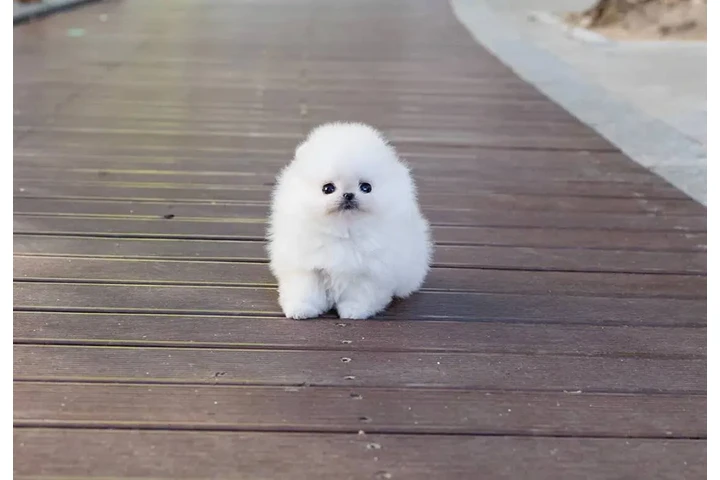 $350 : Cachorros Pomerania en venta image 6