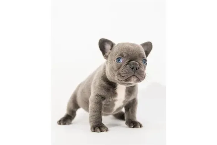 $350 : Bulldog Francés En Venta image 2
