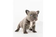 $350 : Bulldog Francés En Venta thumbnail