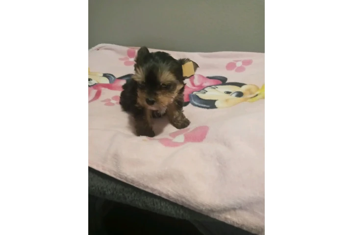POMERANIANS Y SHIH-TZU 🐕 image 2