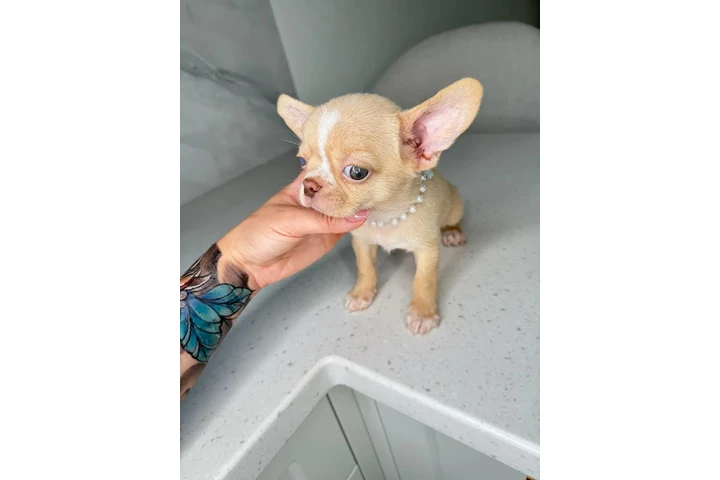 $300 : Teacup Chihuahua puppies image 6