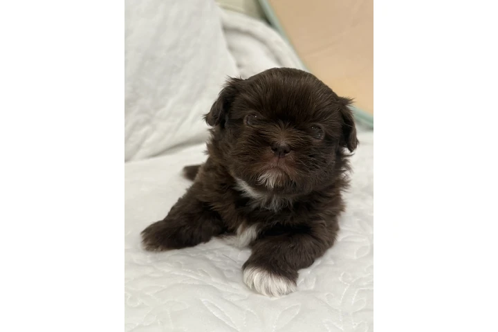 $1300 : Caramelo Shih Tzu Male 8 Weeks image 8