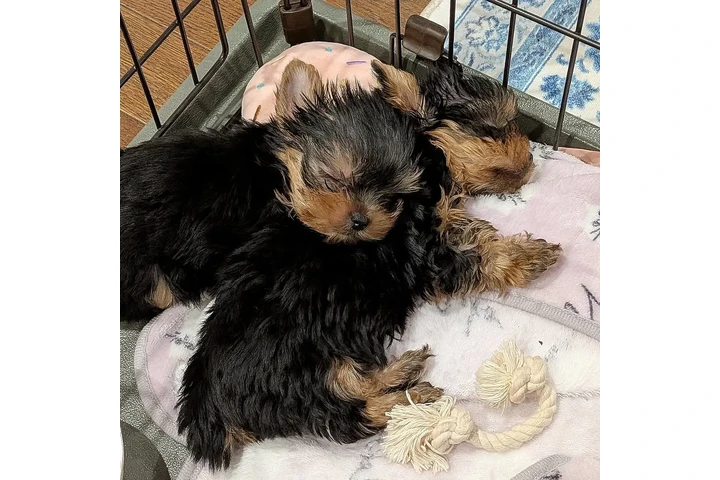 $350 : Yorkie image 2