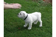 Cachorros de bulldog inglés en Los Angeles