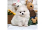 $350 : French bulldog and Pomeranian thumbnail