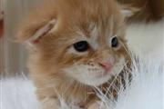 $400 : Maine coons for sale thumbnail