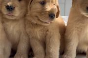 $500 : Cachorros Golden Retriever thumbnail