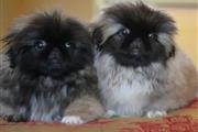 $500 : Lindos cachorros pequineses thumbnail