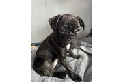 $1200 : Bugg Puppies. - Only 1 left thumbnail